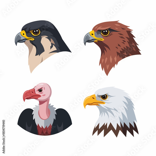 Illustration diverse birds of prey falcon vulture eagle species icons