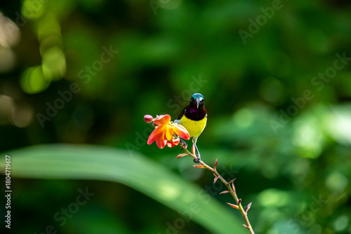 Canvastavla This bird is a male Purple-rumped Sunbird (Leptocoma zeylonica), a small, vibrantly colored bird with a yellow belly and metallic blue-green head, perched on an orange flower