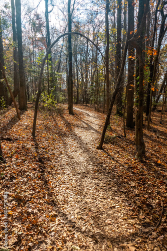 A Sunlit Hiking Trail in Autumn with Symmetrical Shadow