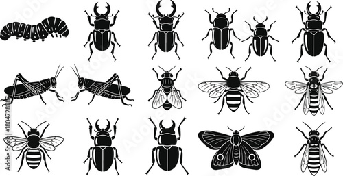 Diverse Insect Collection Beetles Grasshoppers Bees and More in Black and White.