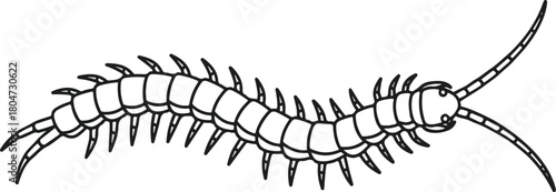 Detailed illustration of a centipede with numerous legs and segmented body structure.
