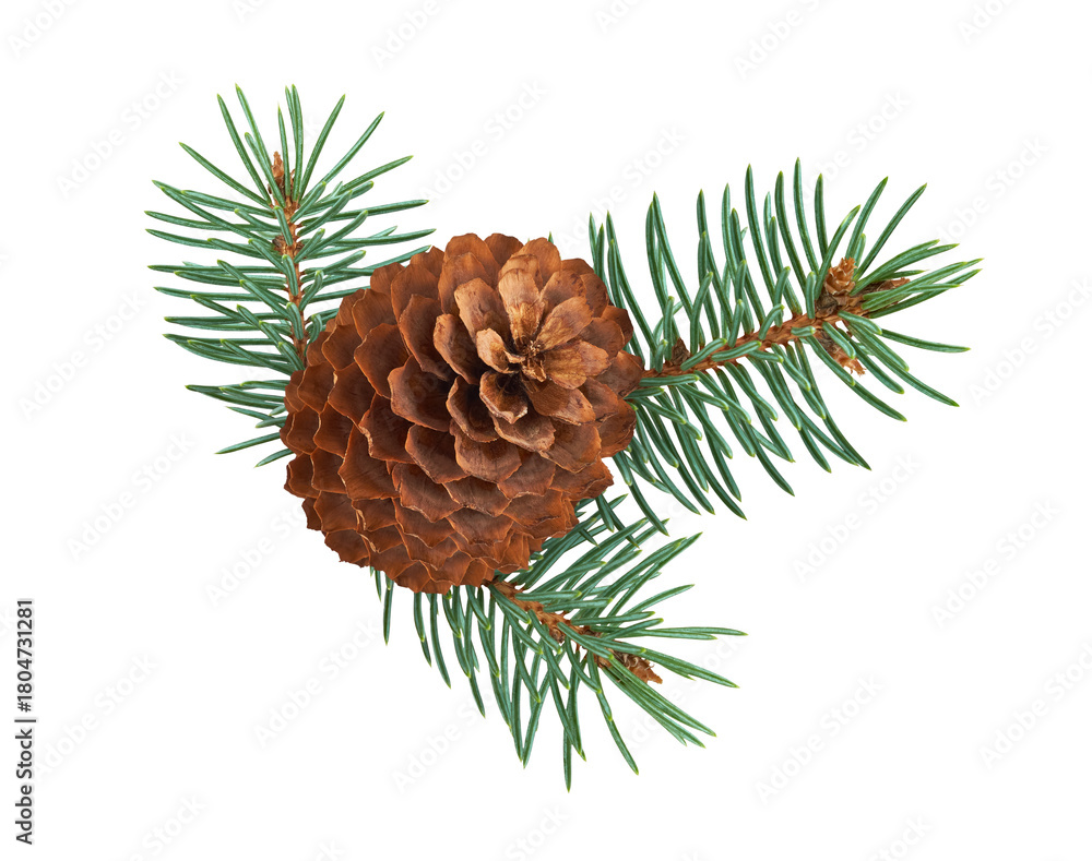Fototapeta premium Brown pine cone with green fir branches isolated on transparent background. Natural Christmas decoration element for winter holiday design and festive compositions. PNG file