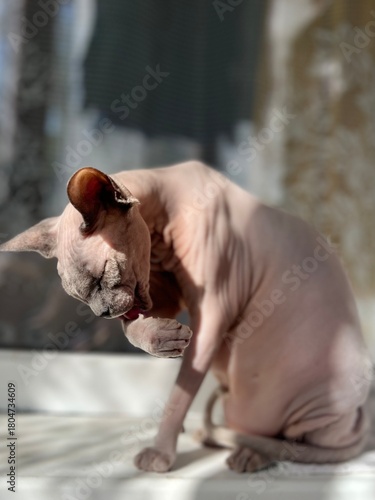 funny sphinx cat