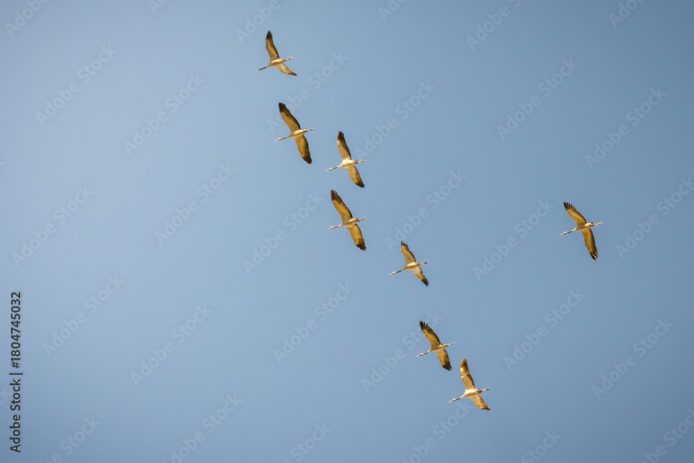 Obraz premium Migration of cranes high in the sky