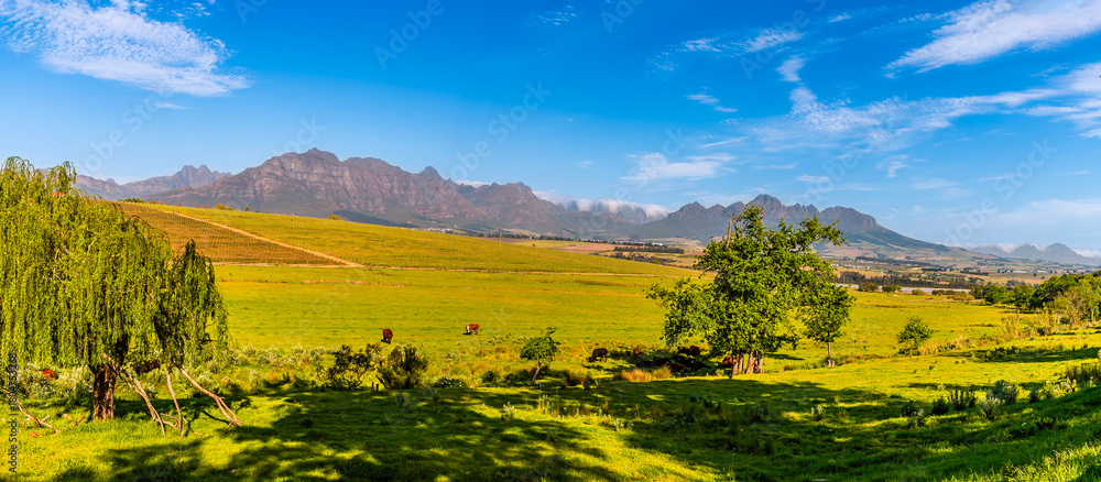 Obraz premium A panorama view from a wine estate close to Stellenbosch, South Africa in springtime