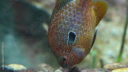 The longear sunfish displays vibrant colors and delicate fins as it swims through clear freshwater creating a bright and lively scene that highlights this striking native species