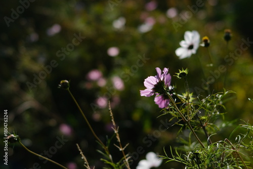 Wallpaper Mural Paris, France Torontodigital.ca