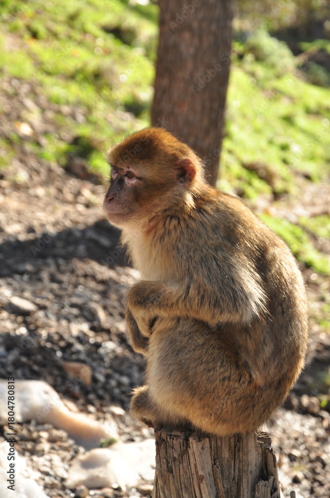 Fototapeta premium Picture of the monkey