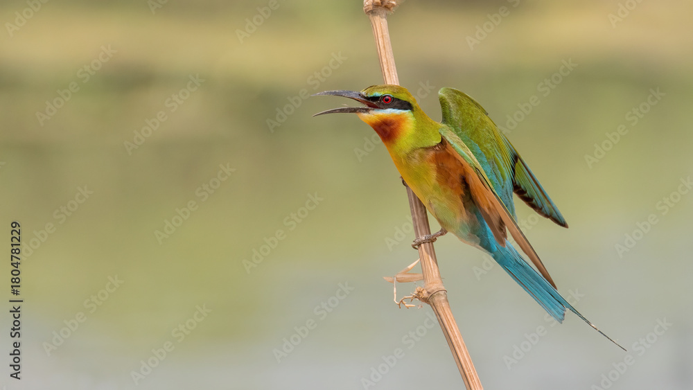 Fototapeta premium A beautiful close-up view of a Blue-tailed Bee-eater (Merops philippinus) bird in a blurred background. West Bengal, India