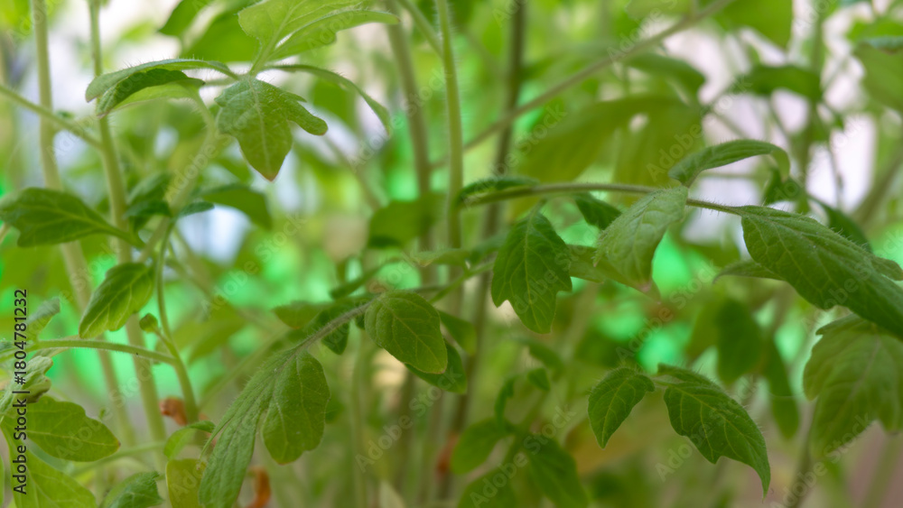 Obraz premium leaves of young tomatoes on the windowsill