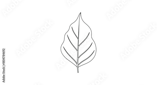 Poplar Leaf Smooth Botanical Outline vector illusration