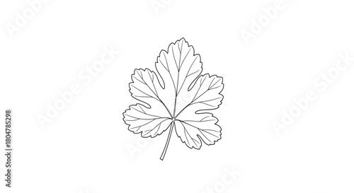Poplar Leaf Outline Botanical Line Art vector illusration