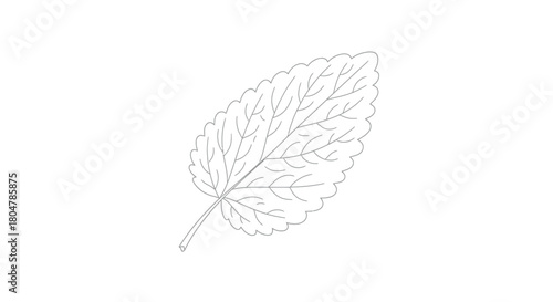 Poplar Leaf Naturalistic Botanical Outline vector illusration