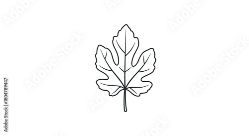 Poplar Leaf Minimal Botanical Line Drawing vector illusration