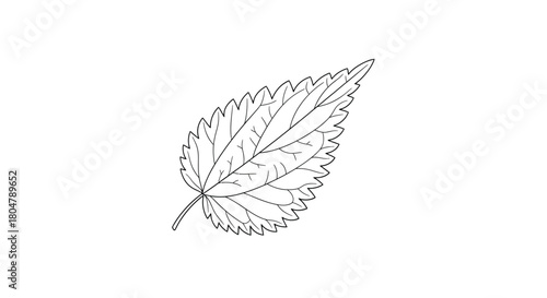 Poplar Leaf Elegant Botanical Outline vector illusration