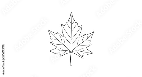 Poplar Leaf Thin Line Botanical Design vector illusration