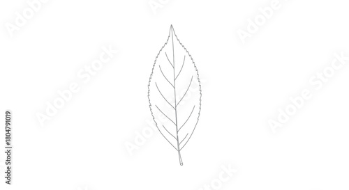 Poplar Leaf Stylized Botanical Line Art vector illusration