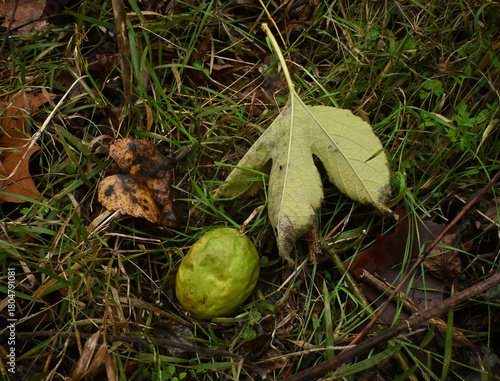 Ripe purple passionflower fruit and leaf (Passiflora incarnata) in the grass