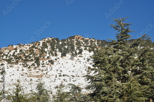 Wall Mural pine tree in the snow