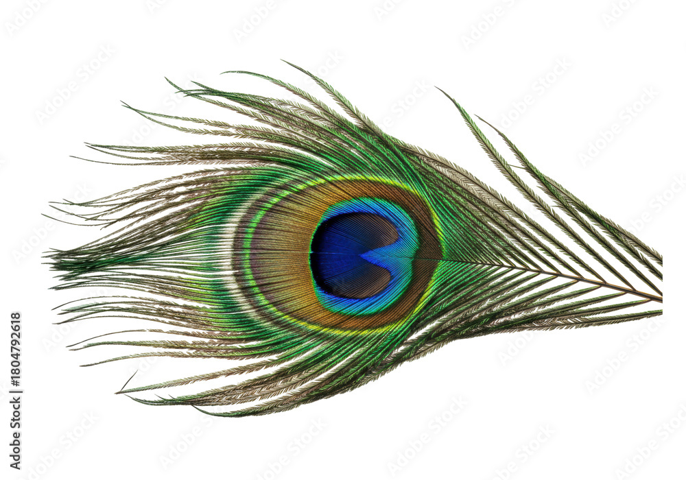 Obraz premium Isolated peacock feather with vivid iridescent colors, an exotic and beautiful plumage