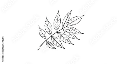 Poplar Leaf Classic Botanical Line Style vector illusration
