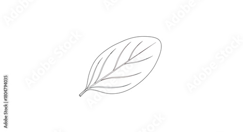 Poplar Leaf Artistic Botanical Outline vector illusration