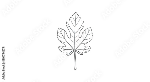 Poplar Leaf Vintage Botanical Line Art vector illusration