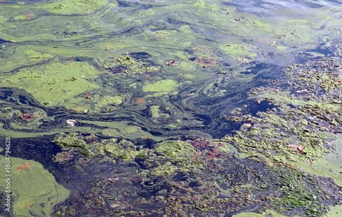 Colorful green algae swirling in a pond