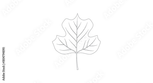 Poplar Leaf Modern Botanical Outline vector illusration