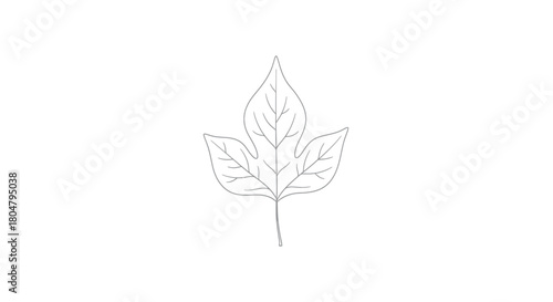 Poplar Leaf Realistic Botanical Line Art vector illusration