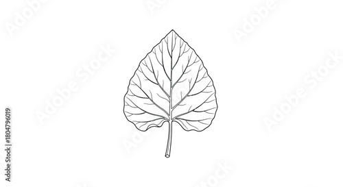 Poplar Leaf Signature Botanical Line Art vector illusration