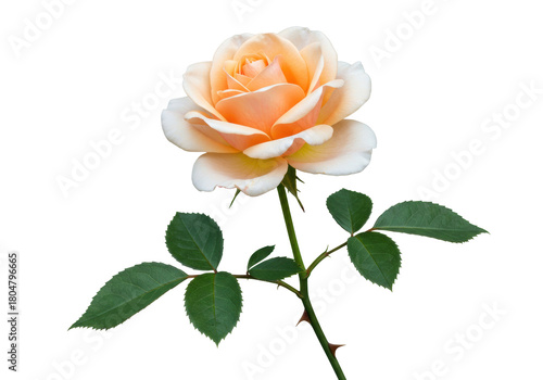 Fototapeta Naklejka Na Ścianę i Meble -  Isolated pale peach rose blossom and stem with green leaves, natural single flower