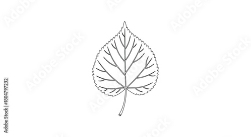 Poplar Leaf Textured Botanical Outline vector illusration