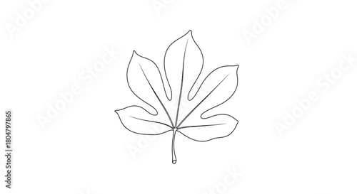 Poplar Leaf Graceful Botanical Illustration vector illusration