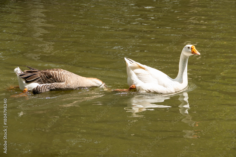 Obraz premium Swimming ducks interact in calm lake nature scene wildlife serene environment