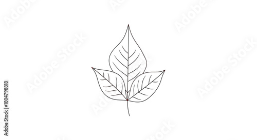 Poplar Leaf Decorative Botanical Outline vector illusration