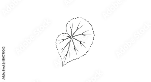 Poplar Leaf Elegant Sketch Botanical Art vector illusration