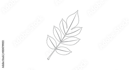 Poplar Leaf Thin Line Nature Drawing vector illusration