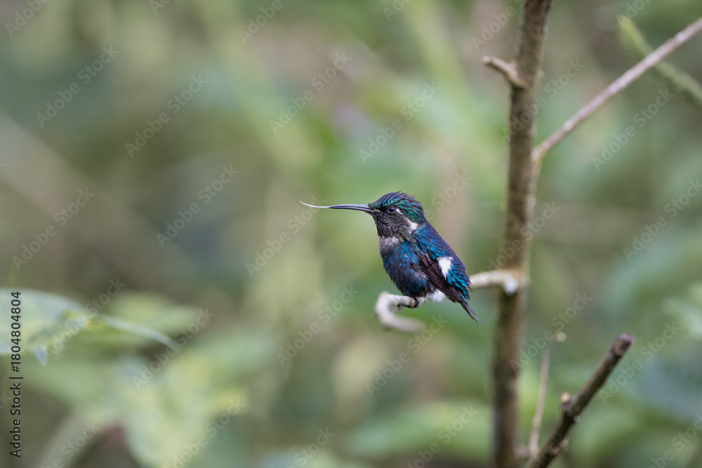 Fototapeta premium Male Gorgeted Woodstar (Chaetocercus heliodor) perched on a branch in Gonzalo Díaz de Pineda, Ecuador