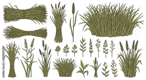 Collection of various grass and plant illustrations with detailed textures.