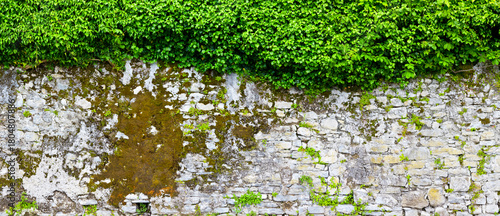 Beautiful overgrown castle wall in poster size.