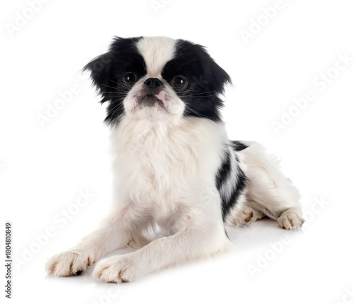Εκτύπωση καμβά Japanese Chin in studio