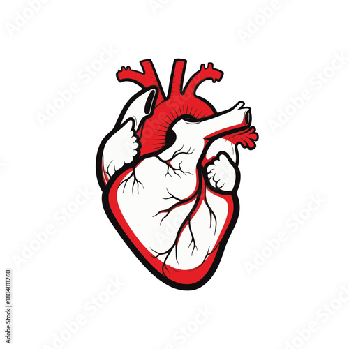 Anatomical human heart vector illustration. Stylized medical graphic for cardiology and health. Hand-drawn symbol isolated on a transparent background