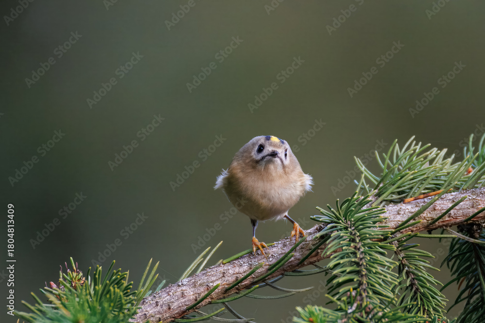 Fototapeta premium Close-up of a goldcrest (Regulus regulus) perched on a spruce branch against a grey-green background with copy space.