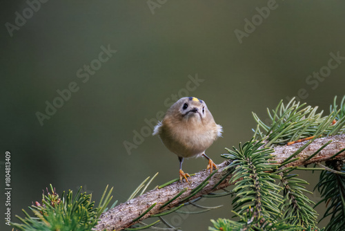 Close-up of a goldcrest (Regulus regulus) perched on a spruce branch against a grey-green background with copy space.