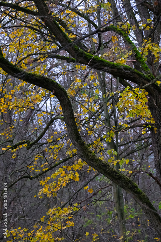 Obraz premium Autumn trees in yellow forest. Park with fallen leaves on the foreground 