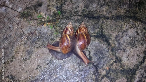 African Snail Pair Achatina fulica Crawling 4K on Damp Rock Top Shot