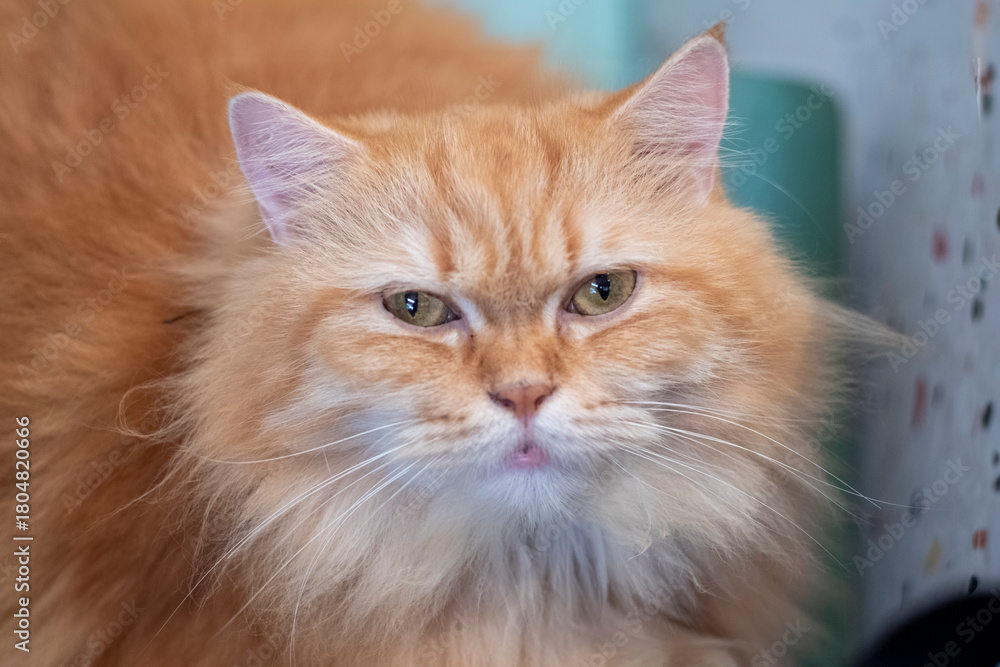 Obraz premium Orange cat with long hair and natural composition