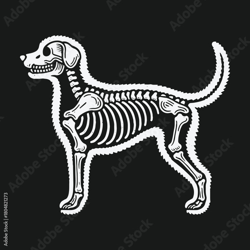 Stylized dog skeleton anatomy illustration on a black background.