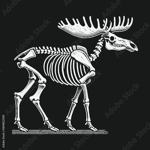 Anatomical illustration of a walking moose skeleton with large antlers.